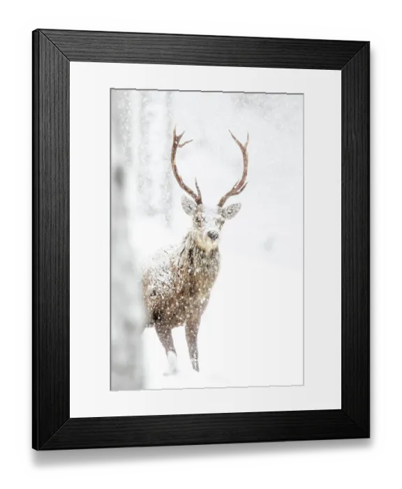 Framed Print : Red Deer (Cervus elaphus) Stag in the snow. Scotland, March Framed Print : Red Deer (Cervus elaphus) Stag in the snow. Scotland, March