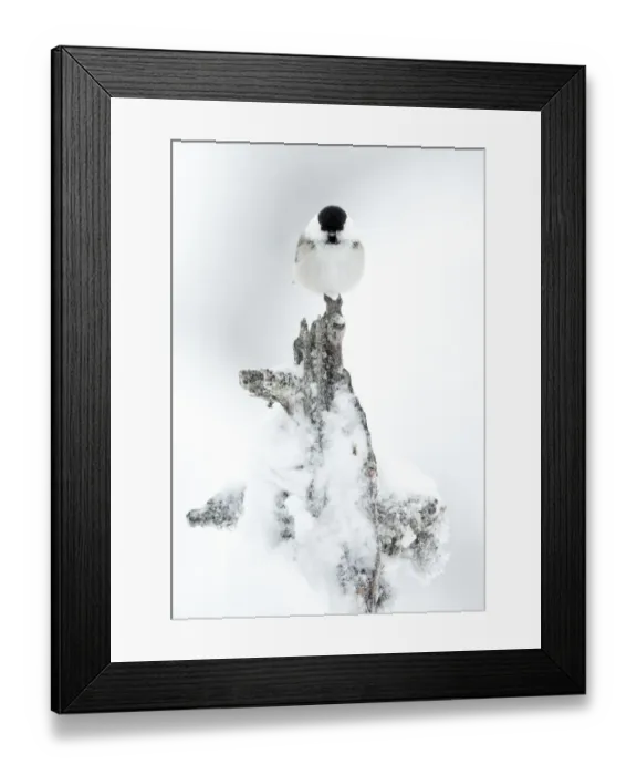 Framed Print : Willow Tit (Poecile montanus) on a snowy branch. Utsjoki, Finland, February Framed Print : Willow Tit (Poecile montanus) on a snowy branch. Utsjoki, Finland, February