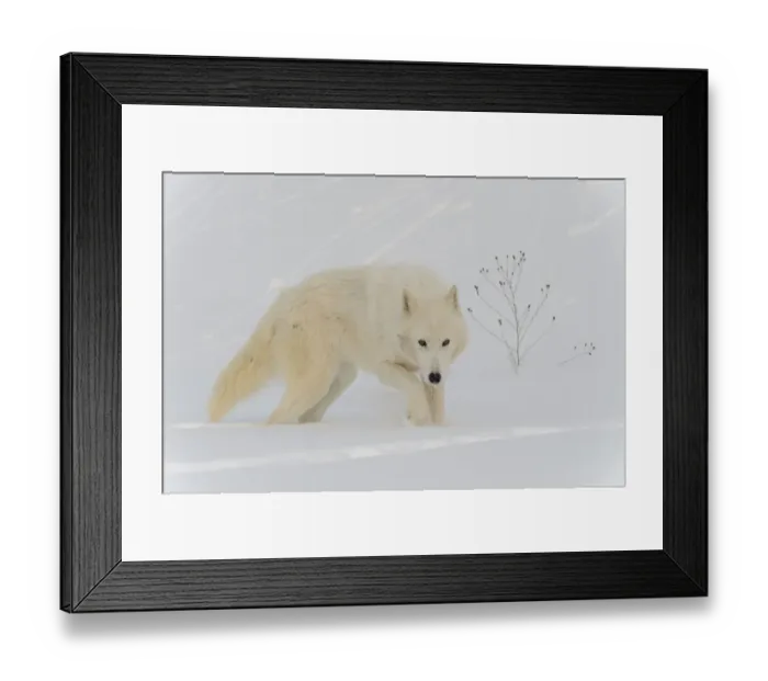 Framed Print : Arctic wolf in snow (Canis lupus arctos), Minnesota, USA. January. Controlled situation Framed Print : Arctic wolf in snow (Canis lupus arctos), Minnesota, USA. January. Controlled situation