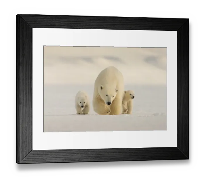 Framed Print : Polar bear (Ursus maritimus) female with two cubs, Svalbard, Norway Framed Print : Polar bear (Ursus maritimus) female with two cubs, Svalbard, Norway