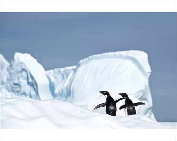 RF - Adelie penguin (Pygoscelis adeliae) on iceberg. Graham Passage, Antarctic Peninsula
