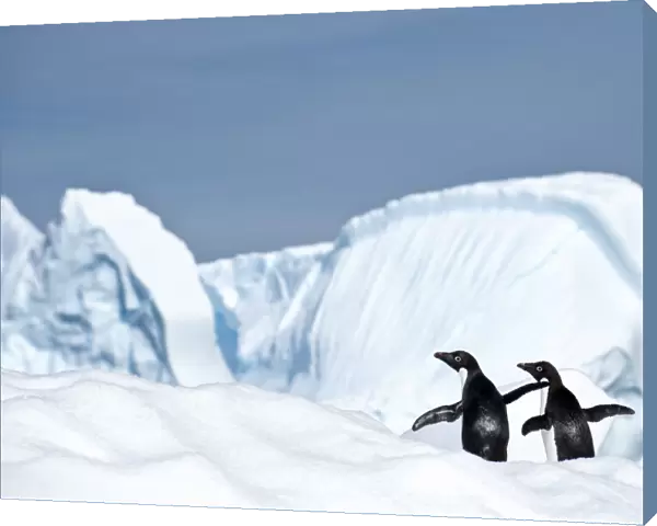 RF - Adelie penguin (Pygoscelis adeliae) on iceberg. Graham Passage, Antarctic Peninsula