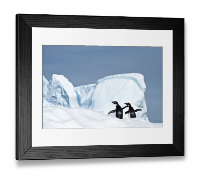 Framed Print : RF - Adelie penguin (Pygoscelis adeliae) on iceberg. Graham Passage, Antarctic Peninsula Framed Print : RF - Adelie penguin (Pygoscelis adeliae) on iceberg. Graham Passage, Antarctic Peninsula