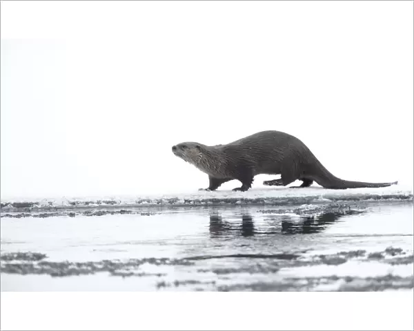 North American river otter (Lontra canadensis) on snow covered bank