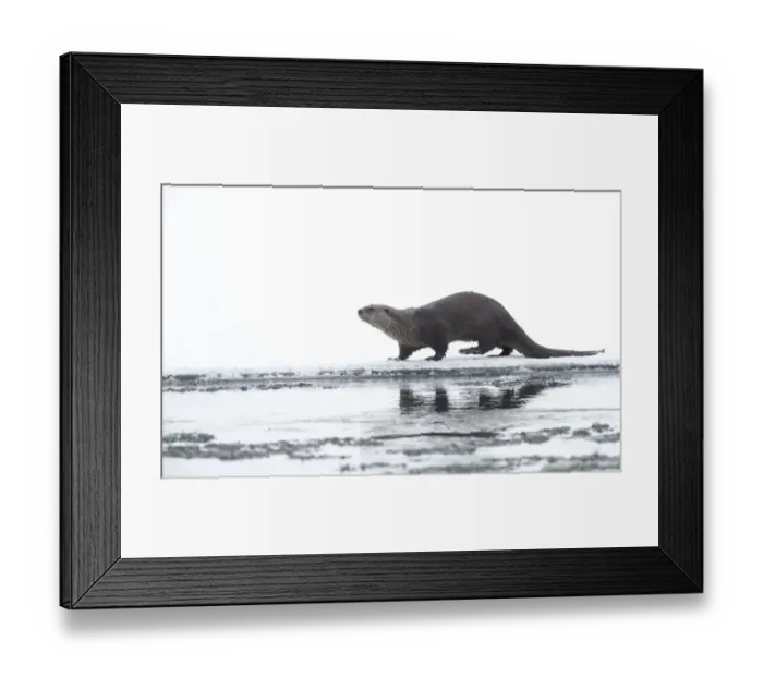 Framed Print : North American river otter (Lontra canadensis) on snow covered bank Framed Print : North American river otter (Lontra canadensis) on snow covered bank