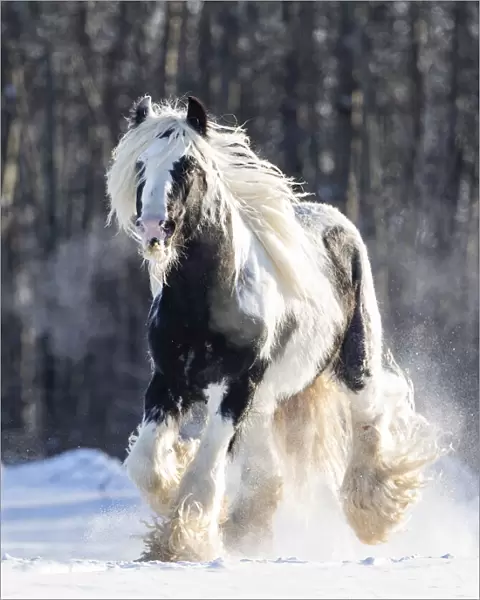 Gypsy vanner stallion cantering through snow. Alberta, Canada. February