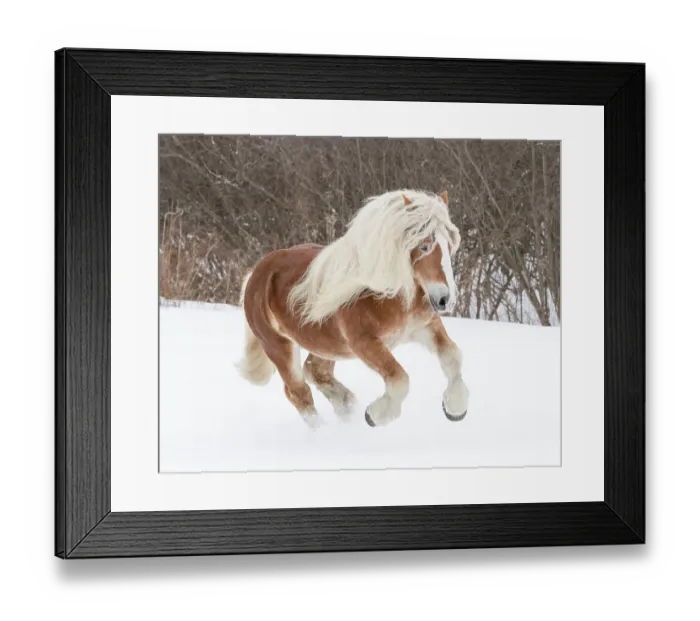 Framed Print : Haflinger stallion galloping through snow. Quebec, Canada. January Framed Print : Haflinger stallion galloping through snow. Quebec, Canada. January