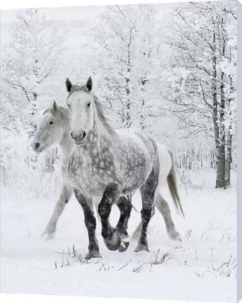 Percheron horses, two including one dappled grey walking through snow