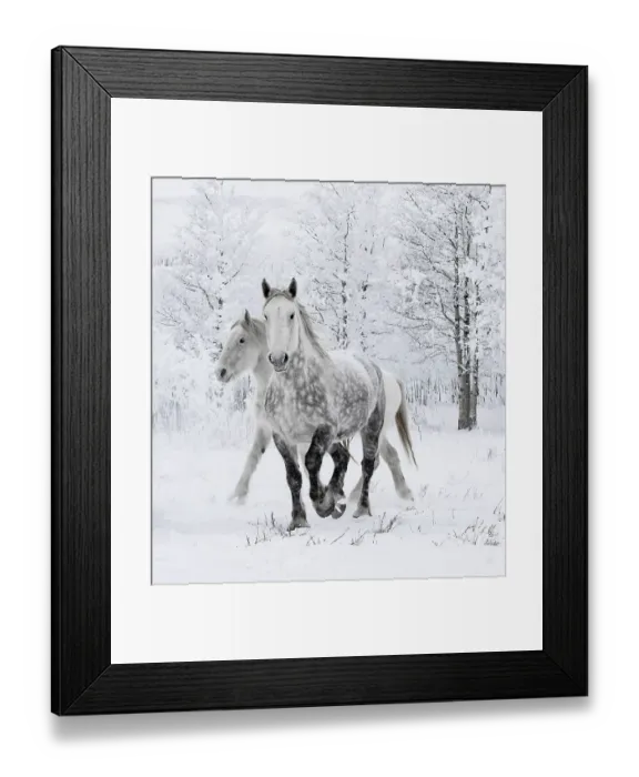 Framed Print : Percheron horses, two including one dappled grey walking through snow, frosty trees in background. Alberta, Canada. February Framed Print : Percheron horses, two including one dappled grey walking through snow, frosty trees in background. Alberta, Canada. February