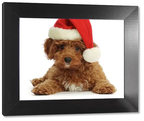 Red Cavapoo puppy wearing a Father Christmas hat
