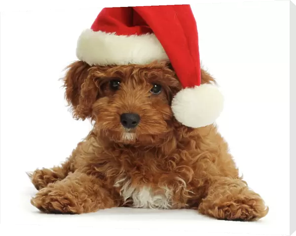 Red Cavapoo puppy wearing a Father Christmas hat