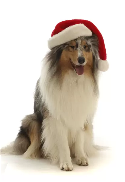 RF - Rough Collie wearing a Father Christmas hat. (This image may be licensed either as