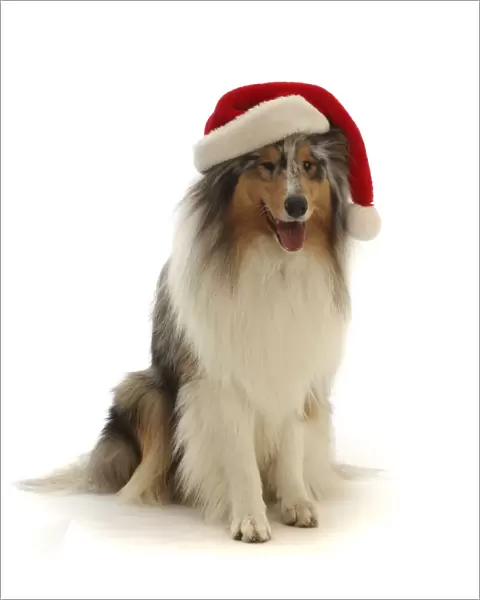 RF - Rough Collie wearing a Father Christmas hat. (This image may be licensed either as