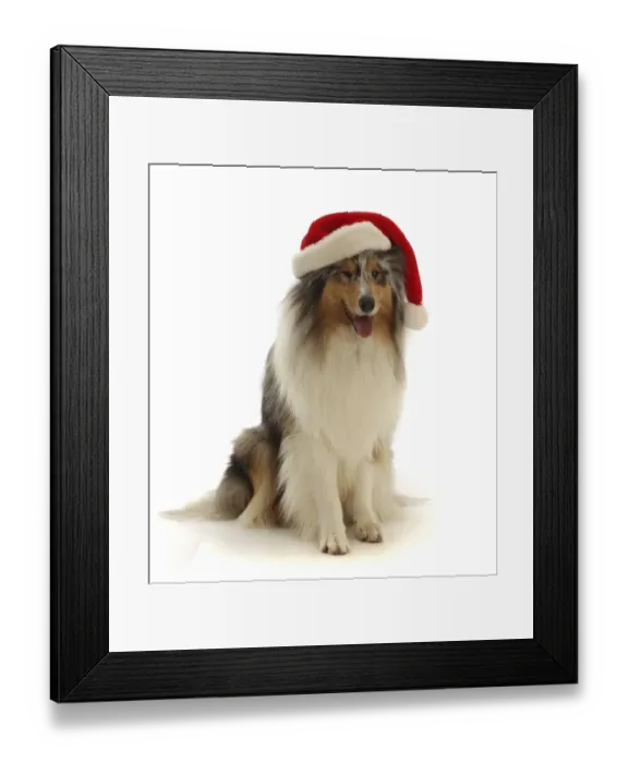 Framed Print : RF - Rough Collie wearing a Father Christmas hat. (This image may be licensed either as Framed Print : RF - Rough Collie wearing a Father Christmas hat. (This image may be licensed either as