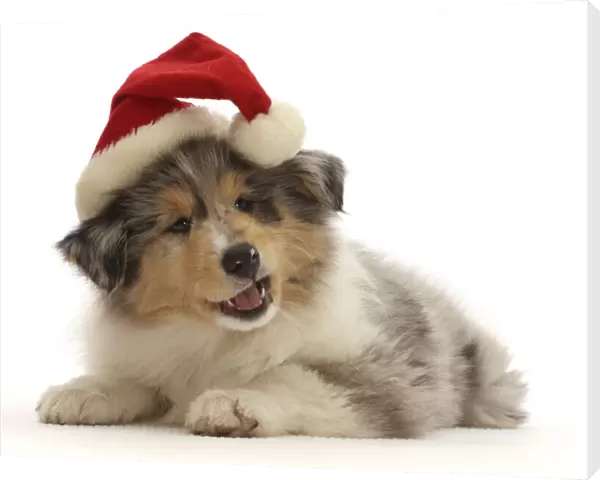 RF - Rough Collie puppy, wearing a Father Christmas hat
