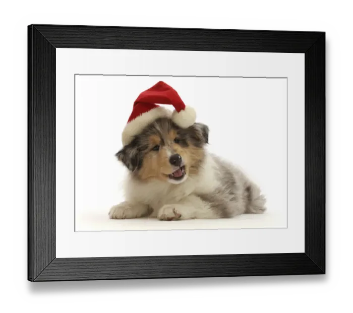 Framed Print : RF - Rough Collie puppy, wearing a Father Christmas hat Framed Print : RF - Rough Collie puppy, wearing a Father Christmas hat
