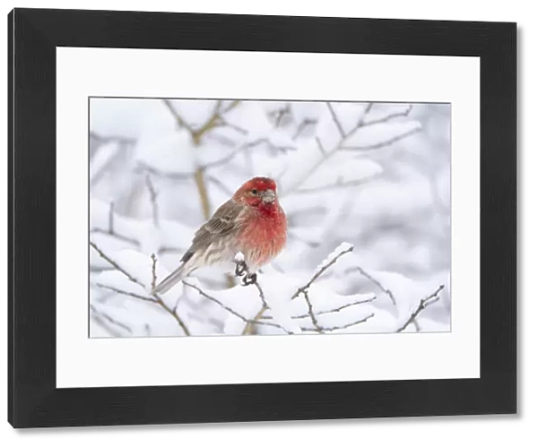House finch (Carpodacus mexicanus) male in breeding plumage perched amid snow-covered
