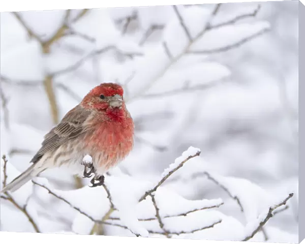House finch (Carpodacus mexicanus) male in breeding plumage perched amid snow-covered
