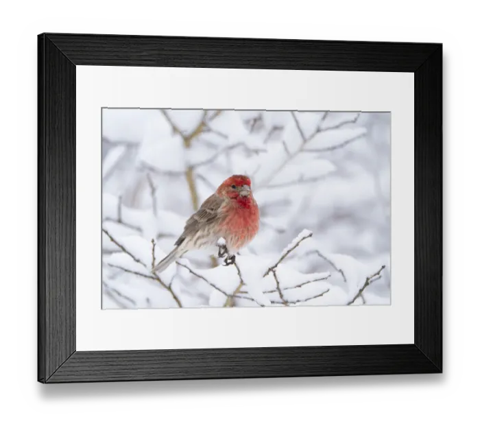 Framed Print : House finch (Carpodacus mexicanus) male in breeding plumage perched amid snow-covered Framed Print : House finch (Carpodacus mexicanus) male in breeding plumage perched amid snow-covered