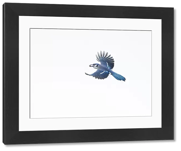 Blue jay (Cyanocitta cristata) in flight carrying an acorn that it will cache for winter