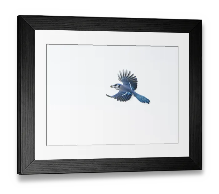 Framed Print : Blue jay (Cyanocitta cristata) in flight carrying an acorn that it will cache for winter Framed Print : Blue jay (Cyanocitta cristata) in flight carrying an acorn that it will cache for winter