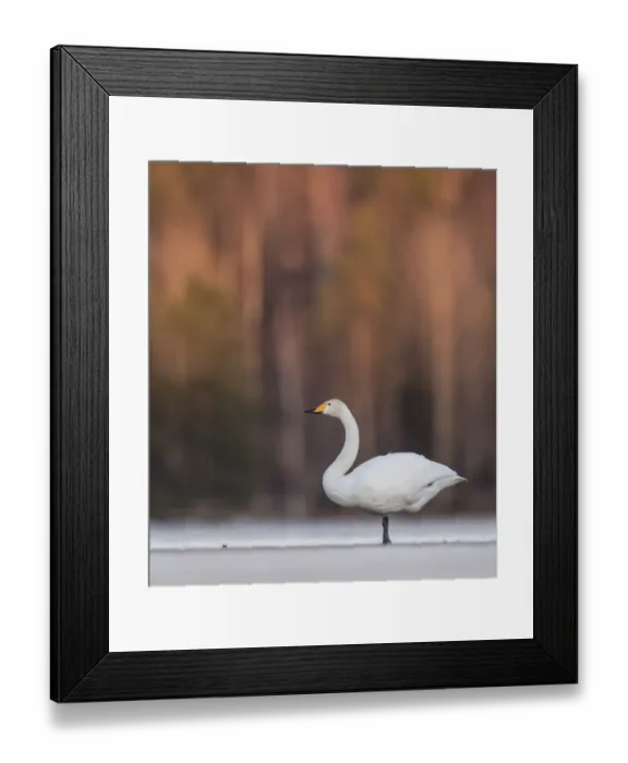 Framed Print : Whooper swan (Cygnus cygnus) in snow. Jyvaskyla, Central Finland. March Framed Print : Whooper swan (Cygnus cygnus) in snow. Jyvaskyla, Central Finland. March