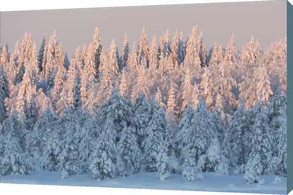 Snow covered forest in afternoon light. Central Finland. January 2019
