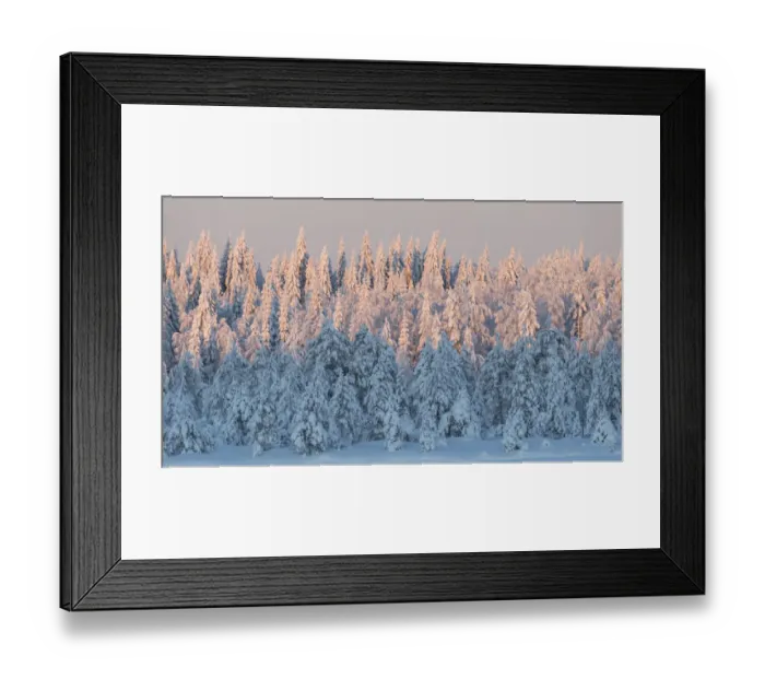 Framed Print : Snow covered forest in afternoon light. Central Finland. January 2019 Framed Print : Snow covered forest in afternoon light. Central Finland. January 2019