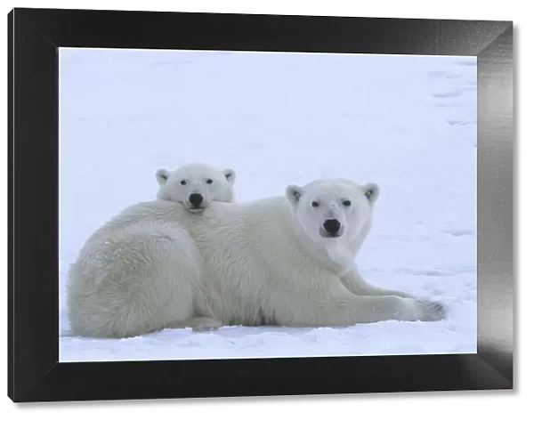 Polar bear (Ursus maritimus) mother and her yearling cub (age 22 months