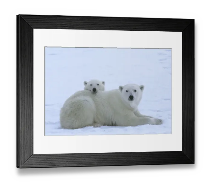 Framed Print : Polar bear (Ursus maritimus) mother and her yearling cub (age 22 months Framed Print : Polar bear (Ursus maritimus) mother and her yearling cub (age 22 months