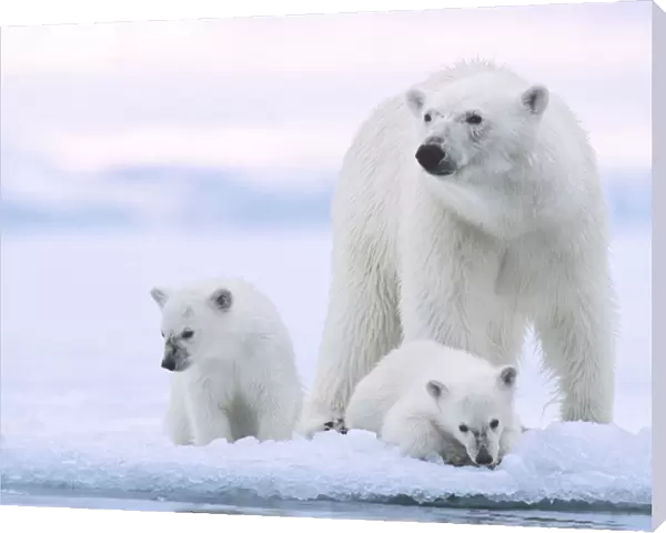 Polar bear (Ursus maritimus) and her twin cubs (age 6 months