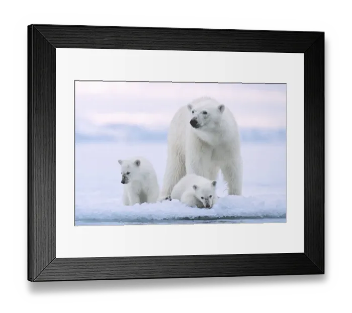 Framed Print : Polar bear (Ursus maritimus) and her twin cubs (age 6 months Framed Print : Polar bear (Ursus maritimus) and her twin cubs (age 6 months