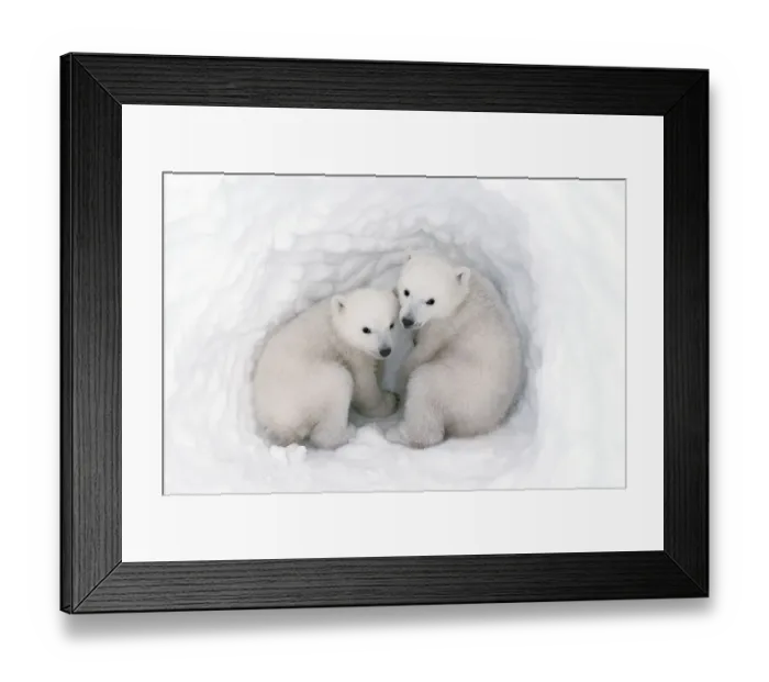 Framed Print : Polar bear (Ursus maritimus) cubs, age 2-3 months, in den, Wapusk National Park, Manitoba Framed Print : Polar bear (Ursus maritimus) cubs, age 2-3 months, in den, Wapusk National Park, Manitoba
