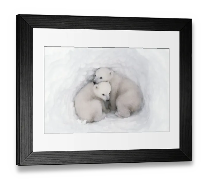 Framed Print : Polar bear (Ursus maritimus) cubs, age 2-3 months, in den, Wapusk National Park, Manitoba Framed Print : Polar bear (Ursus maritimus) cubs, age 2-3 months, in den, Wapusk National Park, Manitoba