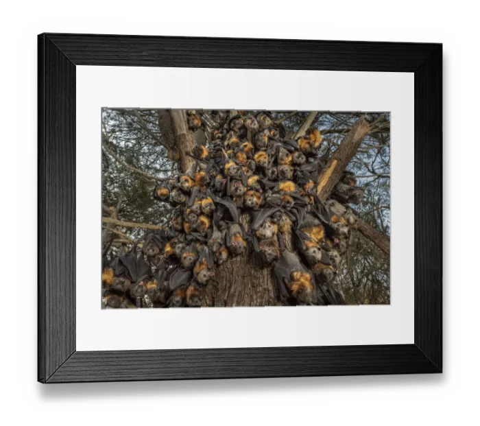 Framed Print : During an extreme heat-stress event at Melbournes Yarra Bend Grey-headed Flying-fox Framed Print : During an extreme heat-stress event at Melbournes Yarra Bend Grey-headed Flying-fox