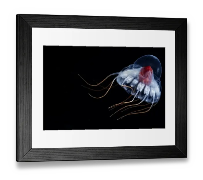 Framed Print : Deepsea jellyfish (Periphylla periphylla) juvenile, , Trondheims fjord, Norway Framed Print : Deepsea jellyfish (Periphylla periphylla) juvenile, , Trondheims fjord, Norway