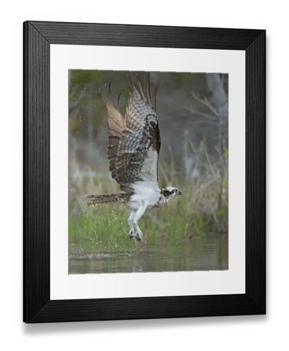 Framed Print : Osprey (Pandion haliaetus) fishing. Acadia National Park, Maine, USA. May Framed Print : Osprey (Pandion haliaetus) fishing. Acadia National Park, Maine, USA. May