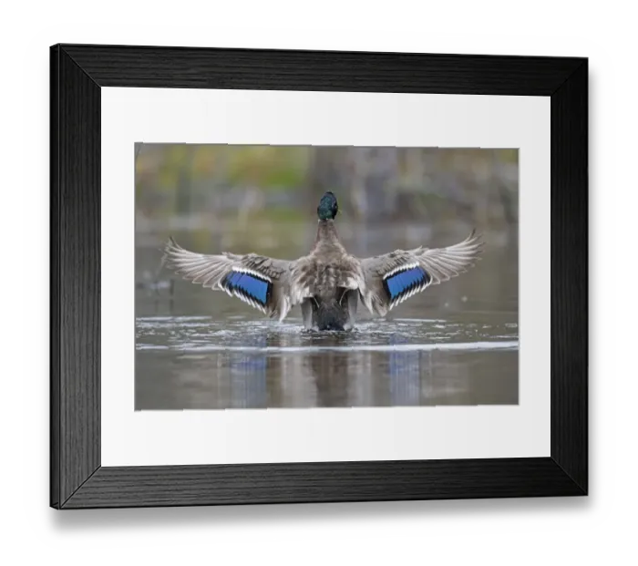 Framed Print : Mallard (Anas platyrhynchos) wings spread showing irridescent blue wing speculum Framed Print : Mallard (Anas platyrhynchos) wings spread showing irridescent blue wing speculum