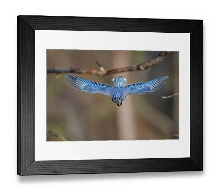 Framed Print : Blue jay (Cyanocitta cristata) flying, head on, Acadia National Park, Maine, USA. May Framed Print : Blue jay (Cyanocitta cristata) flying, head on, Acadia National Park, Maine, USA. May