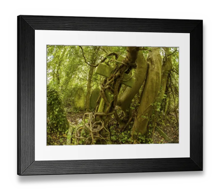 Framed Print : Tombstone being strangled by ivy in Arnos Vale Cemetery, now disused Framed Print : Tombstone being strangled by ivy in Arnos Vale Cemetery, now disused