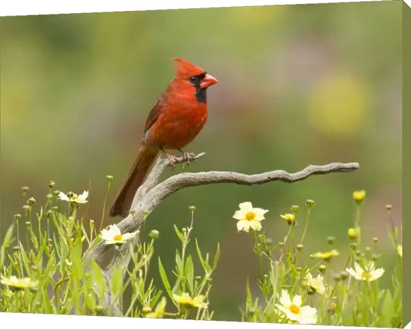 Northern cardinal (Cardinalis cardinalis) male in a late summer garden setting