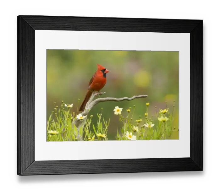 Framed Print : Northern cardinal (Cardinalis cardinalis) male in a late summer garden setting Framed Print : Northern cardinal (Cardinalis cardinalis) male in a late summer garden setting