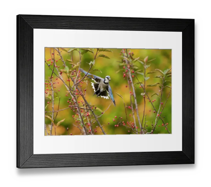 Framed Print : Blue jay (Cyanocitta cristata) in flight carrying an acorn that it will cache for winter food supply, New York, USA, October Framed Print : Blue jay (Cyanocitta cristata) in flight carrying an acorn that it will cache for winter food supply, New York, USA, October