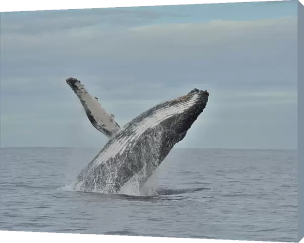 Humpback whale (Megaptera novaeangliae) breaching, Kwazulu-Natal, South Africa