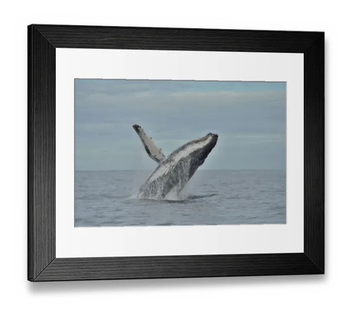 Framed Print : Humpback whale (Megaptera novaeangliae) breaching, Kwazulu-Natal, South Africa Framed Print : Humpback whale (Megaptera novaeangliae) breaching, Kwazulu-Natal, South Africa