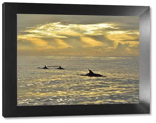 Bottlenose dolphins (Tursiops truncatus) at the surface at sunrise