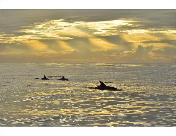 Bottlenose dolphins (Tursiops truncatus) at the surface at sunrise