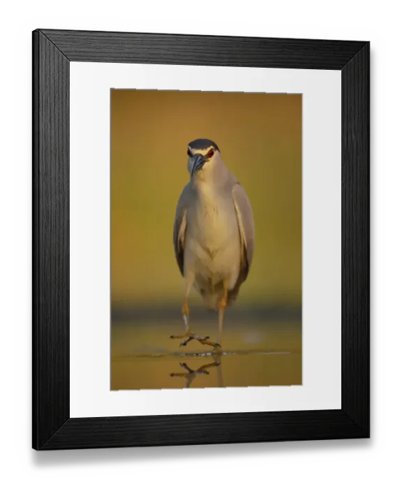 Framed Print : Black-capped Night heron (Nycticorax nycticorax) at fish farm pond Framed Print : Black-capped Night heron (Nycticorax nycticorax) at fish farm pond