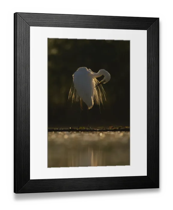 Framed Print : Great white egret (Egretta / Ardea alba) Pusztaszer protected landscape, Kiskunsagi Framed Print : Great white egret (Egretta / Ardea alba) Pusztaszer protected landscape, Kiskunsagi