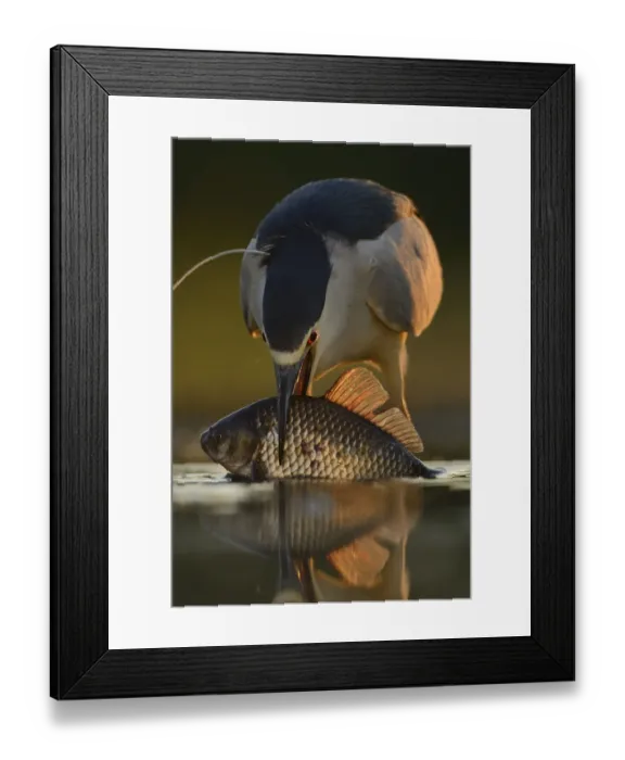 Framed Print : Black-capped Night heron (Nycticorax nycticorax) feeding on fish at fish farm pond Framed Print : Black-capped Night heron (Nycticorax nycticorax) feeding on fish at fish farm pond